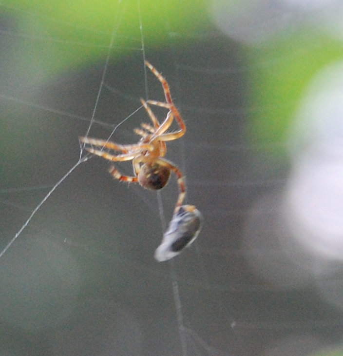 Araneidae